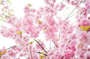 Limhamns Kvinnoklinik