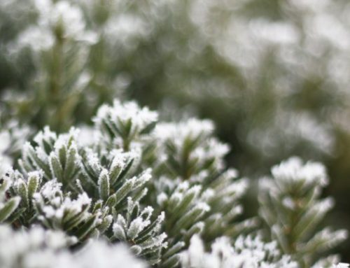 God jul & gott nytt år!